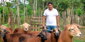 CAPACITACIÓN SOBRE MANEJO DE OVINOS SE REALIZÓ EN EL CIPCA