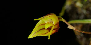 EN EL LABORATORIO VIVO DE LA UEA SE DESCUBRE NUEVA ORQUÍDEA